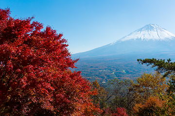 Image showing Fuji and maple