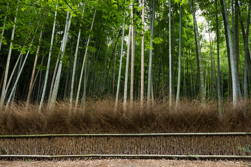 Image showing Bamboo forest, Arashiyama