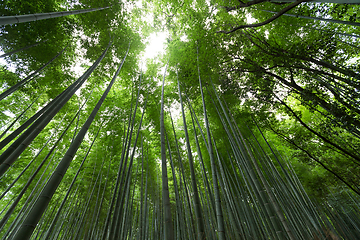 Image showing Bamboo Groves