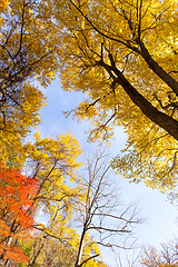 Image showing Maple tree in autumn