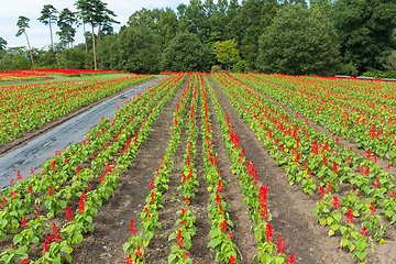 Image showing Red Salvia flower field