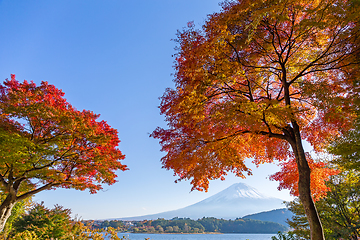 Image showing Fuji Autumn