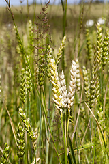 Image showing white spikes of wheat