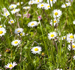 Image showing Many white daisies