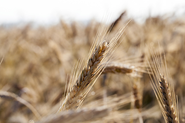 Image showing harvest on field