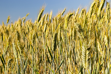 Image showing An agricultural field with a crop