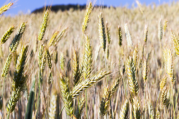 Image showing immature yellowing wheat