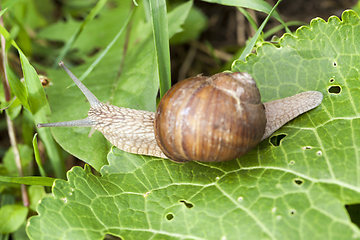 Image showing one grape snail