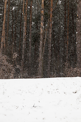 Image showing forest in winter