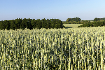 Image showing field with cereals