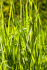 Image showing fresh spring grass