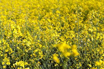 Image showing Field with rape, summer