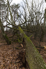 Image showing Late autumn, forest