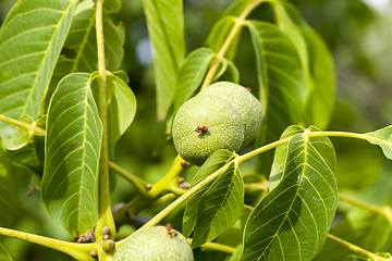 Image showing fruit garden harvest