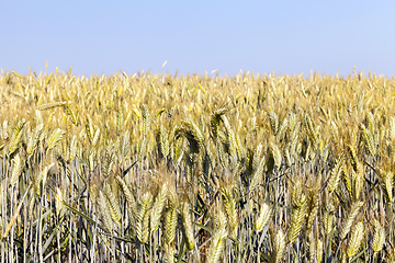 Image showing field with rye