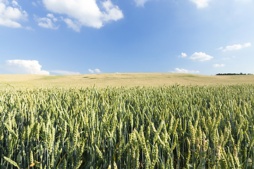 Image showing green immature cereals