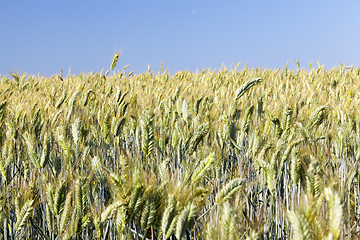 Image showing agricultural field and blue sky