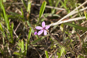 Image showing only flower