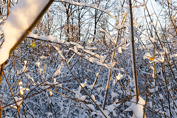 Image showing Snow drifts in winter