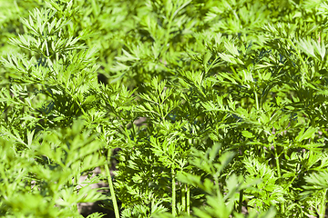 Image showing green leaves of carrots