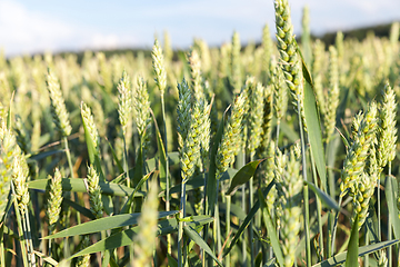 Image showing field with cereals