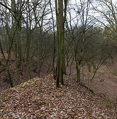 Image showing Late autumn, forest