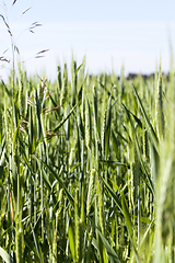 Image showing agricultural field with green