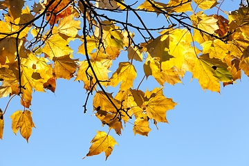 Image showing trees in autumn, close-up