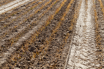 Image showing yellow cereal sprouts of wheat