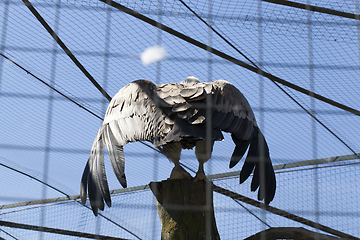 Image showing eagle spread