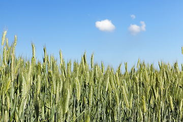 Image showing Field with cereal