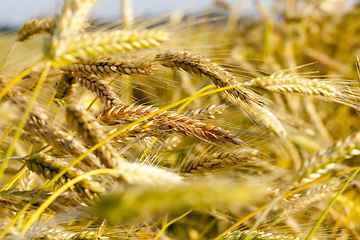 Image showing harvest field