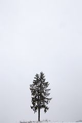 Image showing Fir under snow