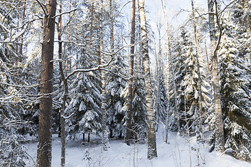 Image showing Trees in winter