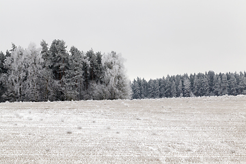 Image showing Frost in the trees