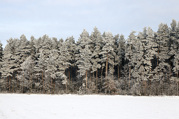 Image showing Pine forest