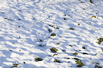 Image showing snow covered grass