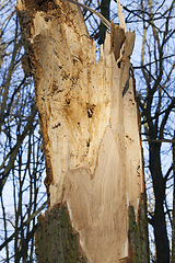 Image showing Broken tree trunk