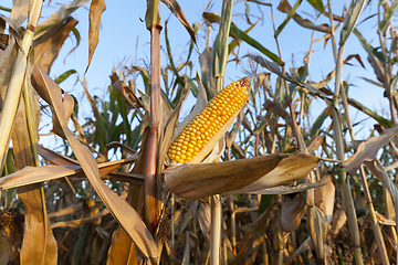 Image showing field of ripe corn