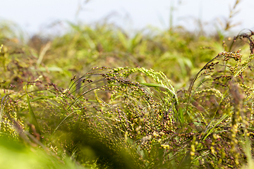 Image showing agricultural field with green millet