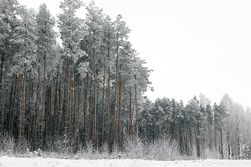 Image showing Winter time