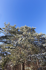 Image showing pine forest frost winter