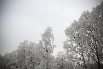 Image showing Photographed winter forest