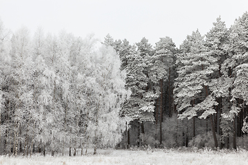 Image showing Hoarfrost on trees