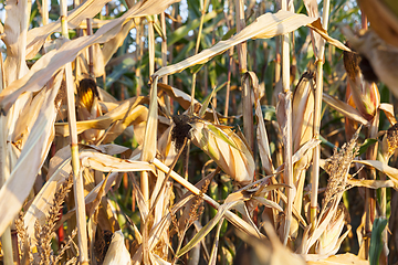 Image showing Field corn