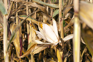 Image showing agricultural field with dry corn