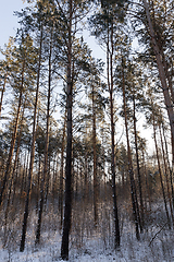 Image showing pine forest