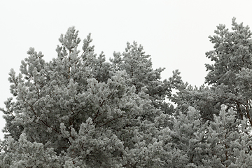 Image showing tops of pines