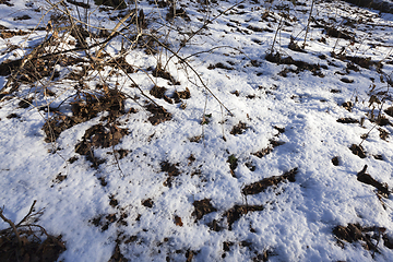 Image showing forest in the winter season