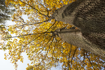 Image showing Yellow maple foliage